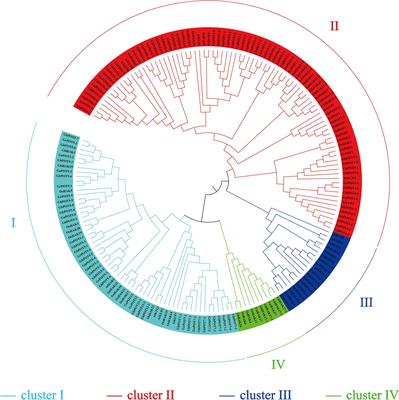 Genome-Wide Identification and Expression Pattern Analysis of the HAK/KUP/KT Gene Family of Cotton in Fiber Development and Under Stresses